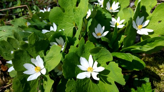 Bloodroot in a woodland area in Lambeth