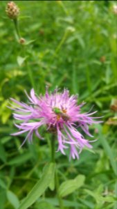 Sweat bee on Centaurea