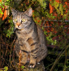 Animal sweet mieze
