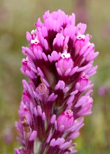 OWL CLOVER () (4-22-10) carrizo plain nat mon -03