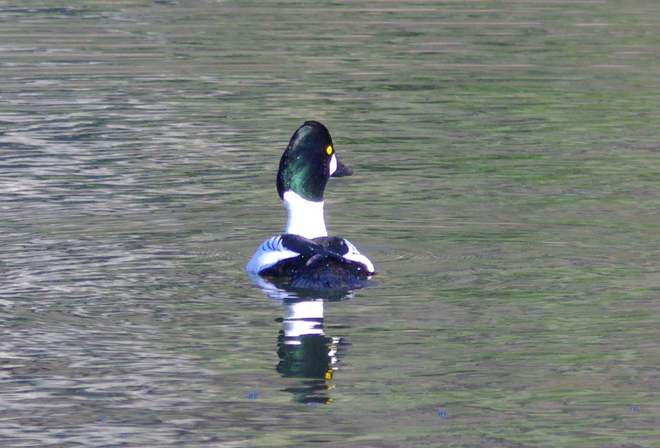GOLDENEYE, COMMON (3-15-09) bob jones bridge -04