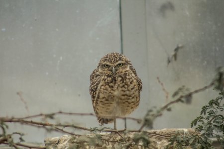 Burrowing Owl at the Budapest zoo photo