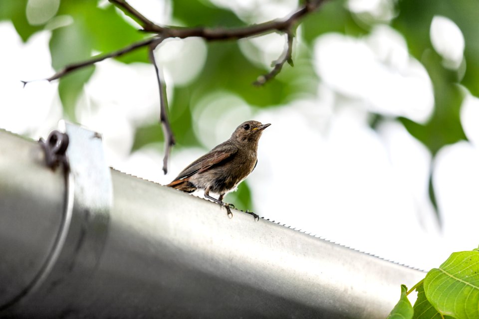 Rozsdafarkú / Phoenicurus ochruros gibraltariensis / Black redstart