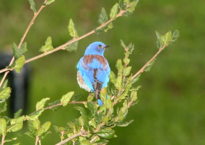 BLUEBIRD, WESTERN (3-3-09) canet rd -1