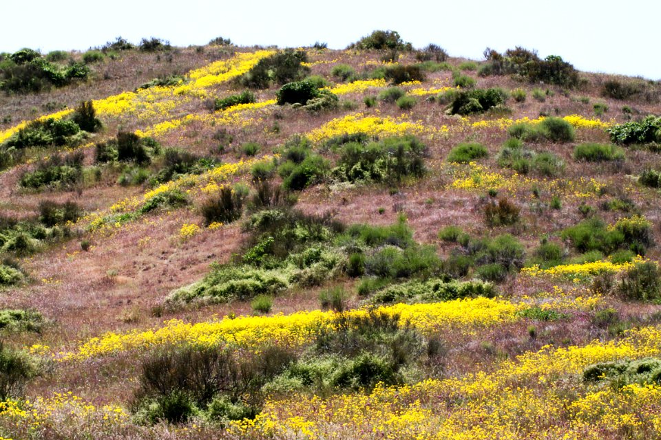 FLOWERS along Porno Wash -01