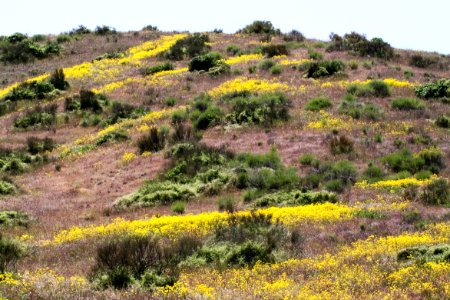 FLOWERS along Porno Wash -01