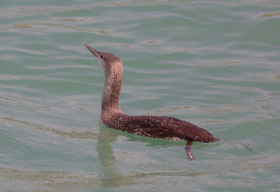 LOON, RED-THROATED juv (3-11-09) san simeon -2