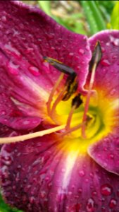 Daylily. This one is very fragrant.