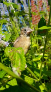 Little bird in the agastache