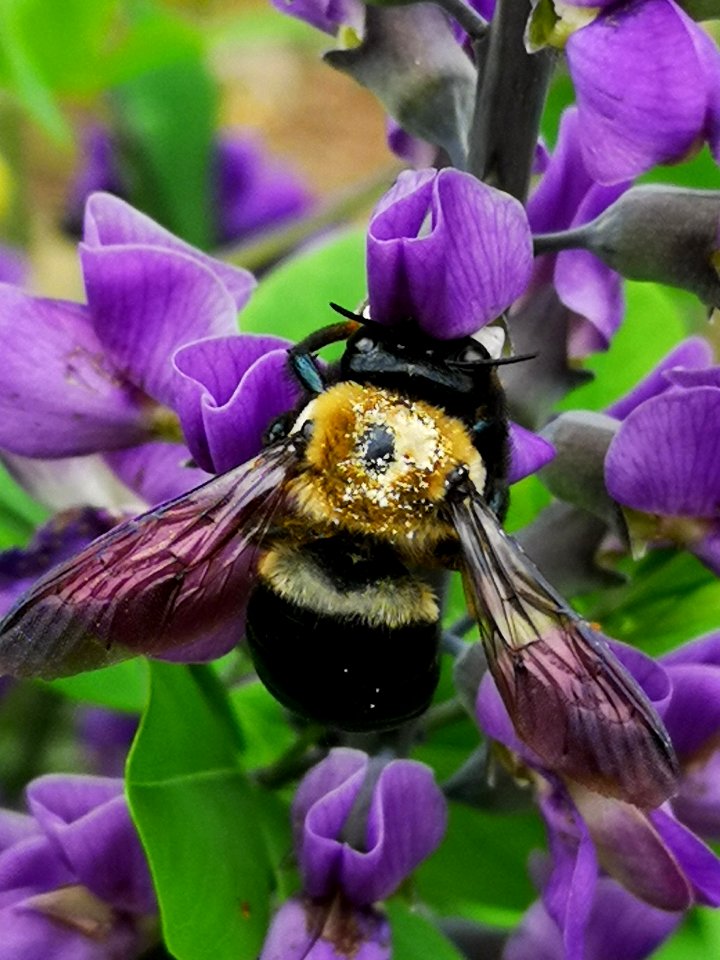 Carpenter (?) bee with pollen visiting false indigo (Baptisia australis) flowers