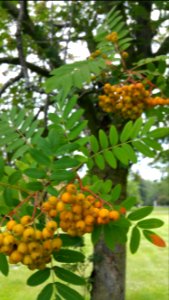 Mountain ash