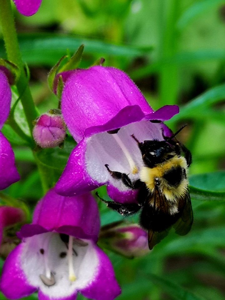 Bumblebee visiting hybrid beardtongue (Penstemon x mexicali 'Carillo Purple)