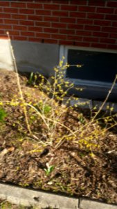 Forsythia and bed need work
