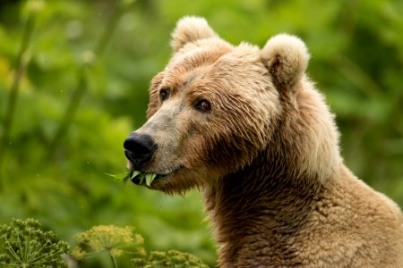 Kodiak bear