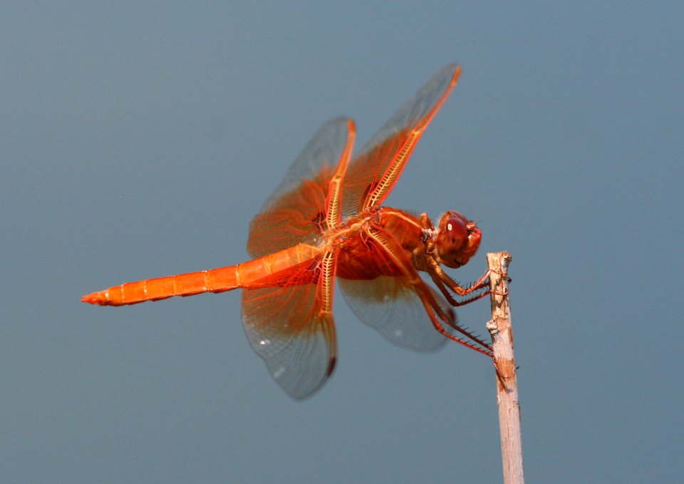 SKIMMER, FLAME (libellula saturata) (7-29-08) male, albuquerque zoo pond -02