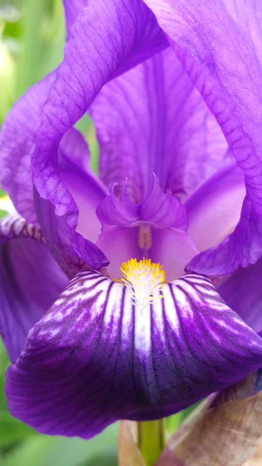 Iris photo