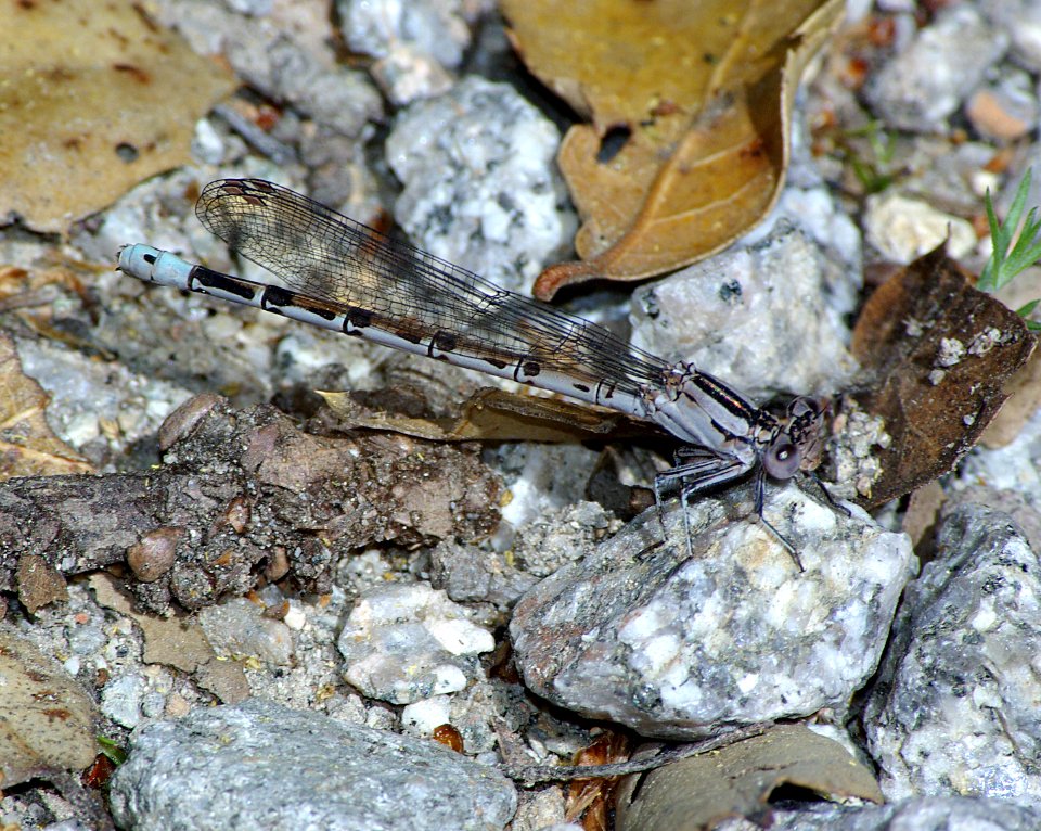 DANCER, VIVID (argia vivida) (4-8-07) fem, canet rd, near morro bay, san luis obispo, ca