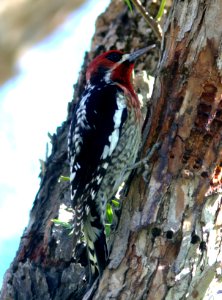 SAPSUCKER, RED-BREASTED (1-10-08) cal poly -01
