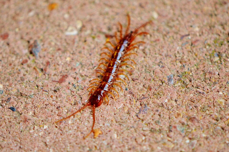 Insect members feet