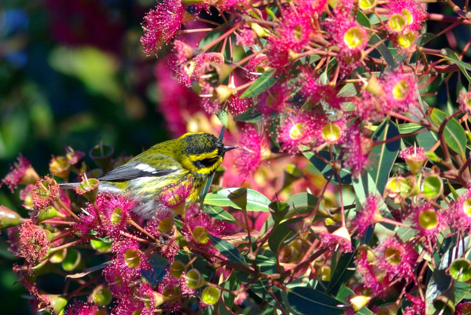 WARBLER, TOWNSEND'S (12-10-07)