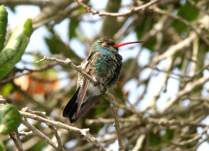 HUMMINGBIRD, BROAD-BILLED (11-02-08) arroyo grande, slo co, ca -05