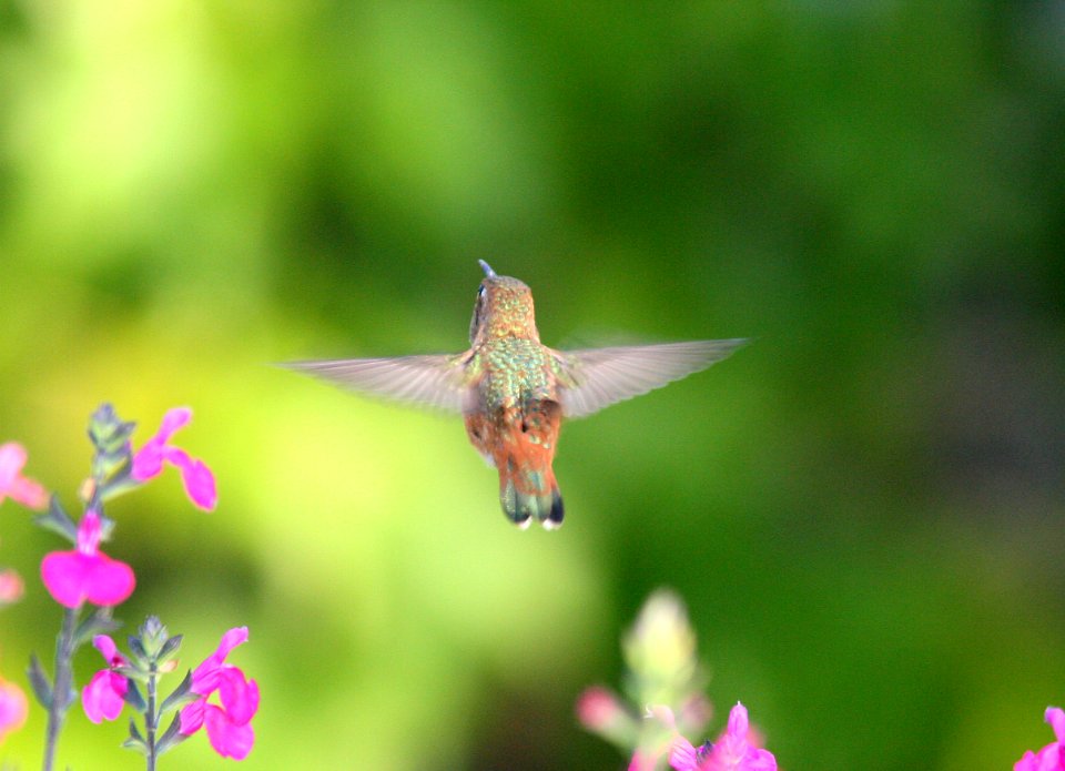 HUMMINGBIRD, ALLEN'S (5-25-08) canet rd, san luis obispo co, ca -04