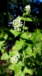 Catnip
