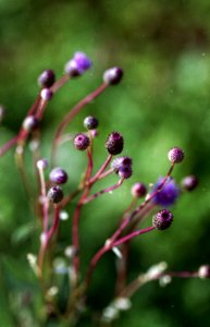 Brown Knapweed / Réti Imola / Centaurea jacea