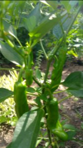 Shishito peppers photo