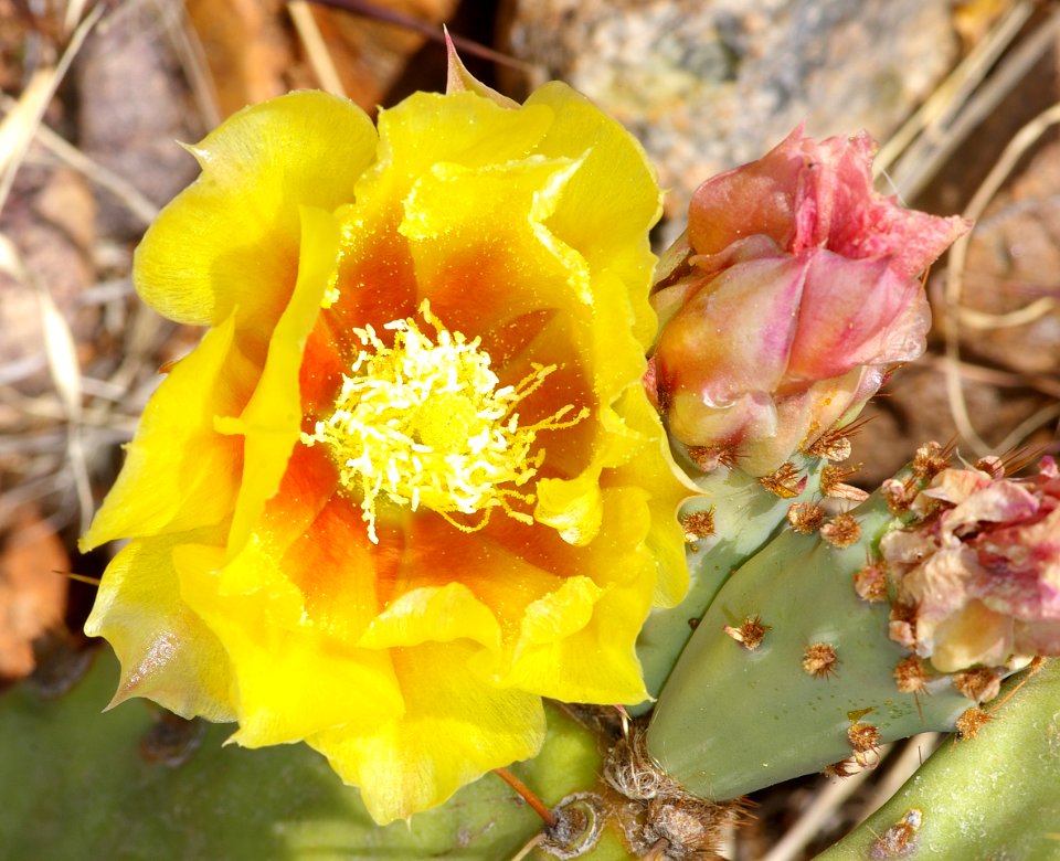 PRICKLY PEAR, ENGELMANN (Opuntia engelmanii)