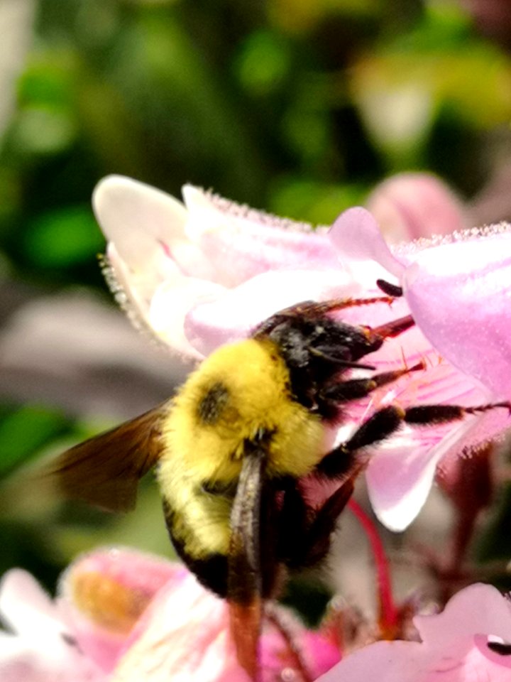 Bumblebee (Bombus) visiting hybrid beardtongue flowers Penstemon Dark Towers