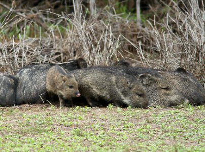 PECCARY, COLLARED (Tayassu tajacu) (2-4-10) bentsen-rio grande state park, tx -03