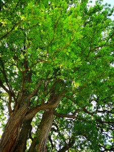 Osage orange (Maclura pomifera)