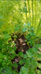 Bunny closeup