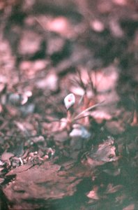 purple-white crocus