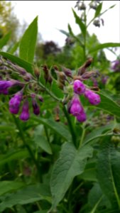 Comfrey photo