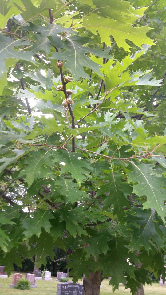 oak