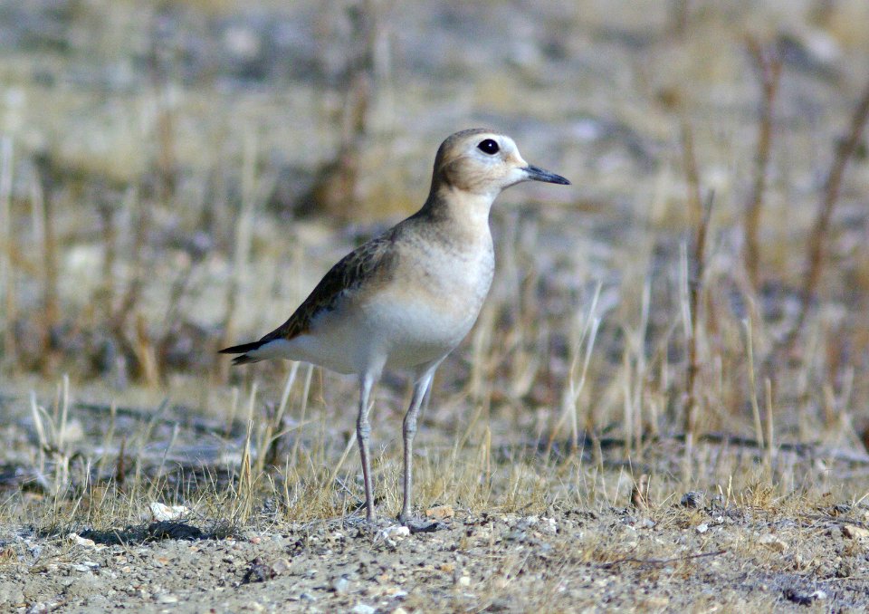 PLOVER, MOUNTAIN (11-19-08) carrizo -04