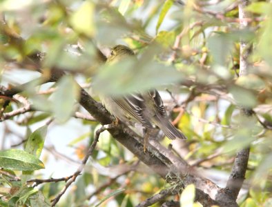 WARBLER, BLACKPOLE (10-27-08) oceano, slo co, ca -1