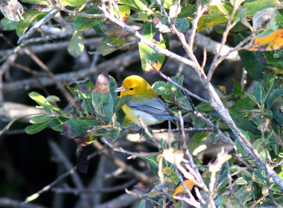 WARBLER, PROTHONOTARY (9-23-08) arroyo de la cruz, slo co, ca -01