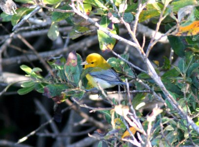 WARBLER, PROTHONOTARY (9-23-08) arroyo de la cruz, slo co, ca -01