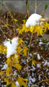 Forsythia