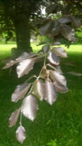 Beech