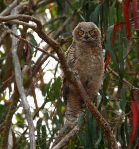 OWL, GREAT-HORNED (6-25-08) juv, morro bay state park, san luis obispo co, ca -16