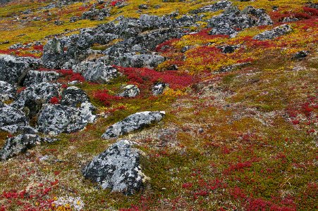 THE BIG ROCK GARDEN