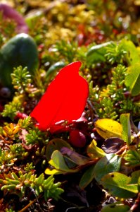 THE BIG ROCK GARDEN - crowberry and willow