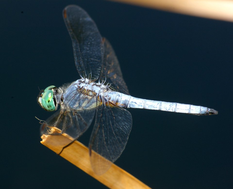 DASHER, BLUE (pachydiplax longipennis) (7-29-08) male, albuquerque zoo pond -05