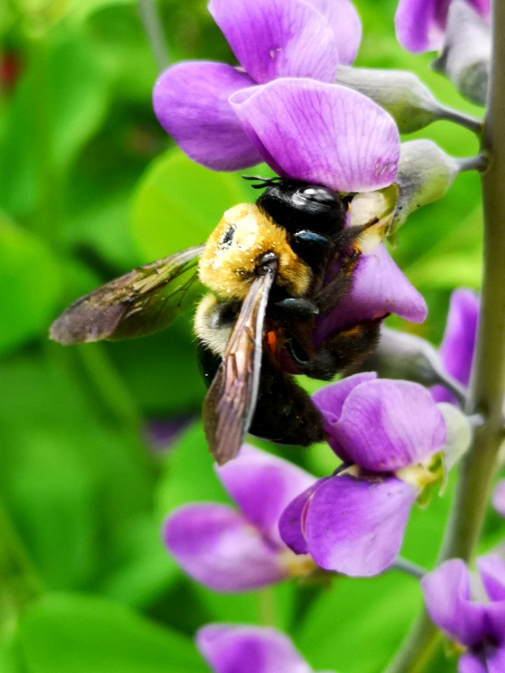 Bee visiting false indigo (Baptisia) flowers