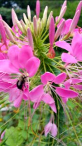 Cleome with bee photo