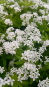 Sweet woodruff